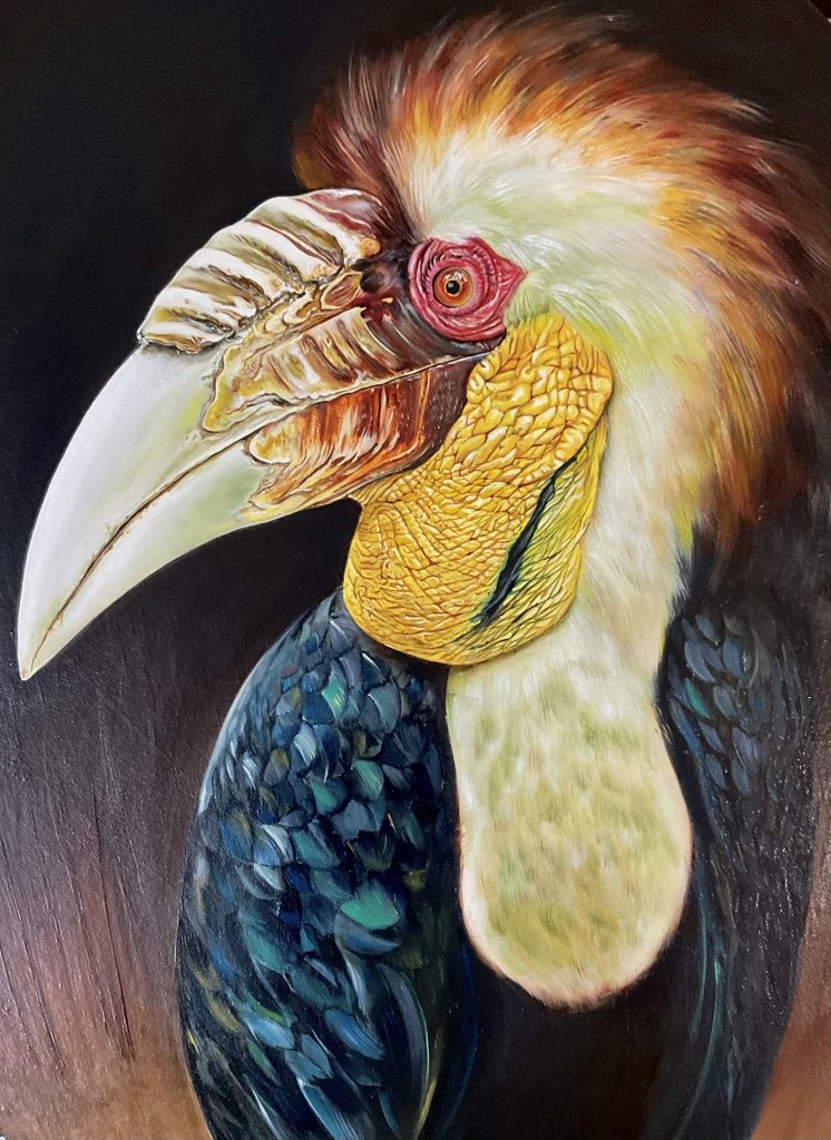Wreathed hornbill